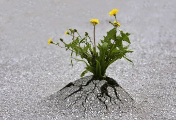 https://fiercerevremedies.com/wp-content/uploads/2016/06/9978f-resilience-dandelion-through-asphalt.jpg